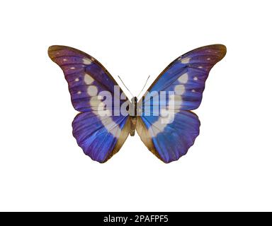 Beautiful fragile exotic butterfly on white background Stock Photo