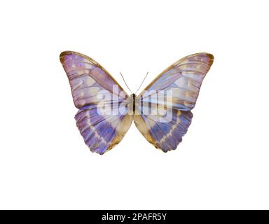 Beautiful fragile exotic butterfly on white background Stock Photo