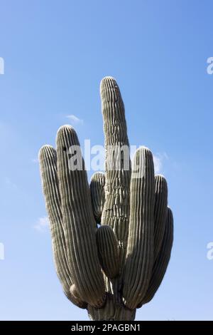 A huge saguaro cactus against a blue sky in Phoenix, Arizona. Stock Photo