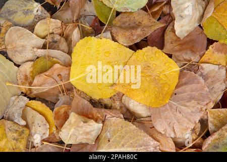 Fallen autumn leaves on the ground with water droplets after rain, Canada Stock Photo