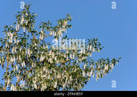 Balsam poplar tree (Populus balsamifera) with catkins in Calgary, Alberta, Canada Stock Photo