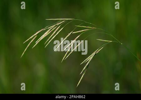 Smooth Brome grass with green background, Alberta, Canada. Bromus inermis Stock Photo