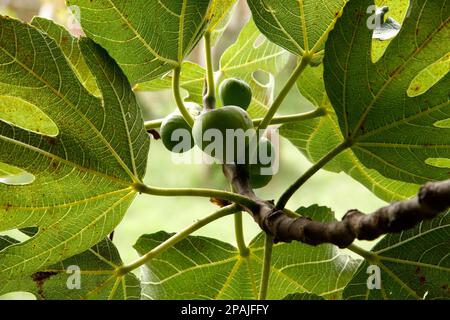 Looking through fig-leafes to ripening  green figs, close up,Tuscany, Italy Stock Photo