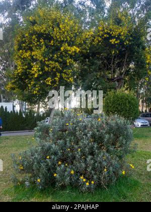 Yellow flowers on the tree. Mimosa bloom. early flowers. Nice place in the park. in a park in Batumi Stock Photo