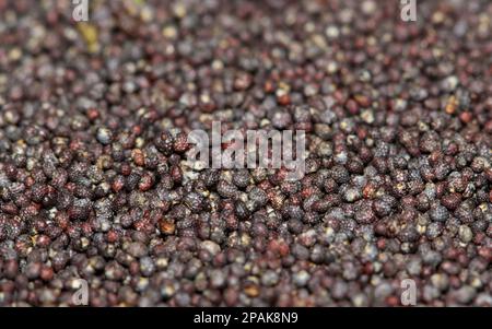 Poppy seeds (Papaver somniferum) with selective focus scattered in a pile with copy space. Low angle viewpoint. oilseeds from the opium poppy plant. Stock Photo