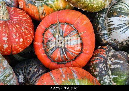 Orange colored Turban squash with warts on skin on pile of colorful squashes Stock Photo