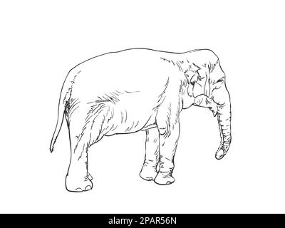 Elephant vector sketch, Hand drawn illustration isolated Stock Vector