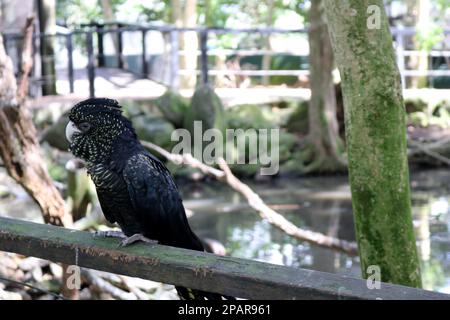 Female Red-tailed black cockatoos (Calyptorhynchus banksii) have yellow spots on face and wings : (pix Sanjiv Shukla) Stock Photo