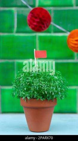 Manjerico plant with flag against green tile Stock Photo