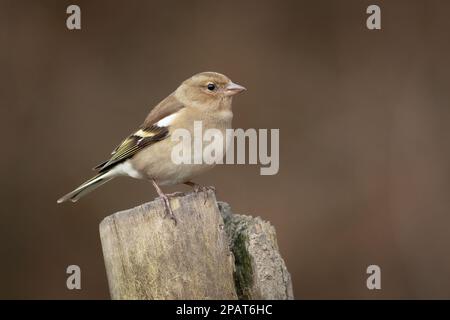 A beautiful portrait of a female chaffinch, Fringilla coelebs, as she is perched on top of a post. The background is plain with copy space Stock Photo