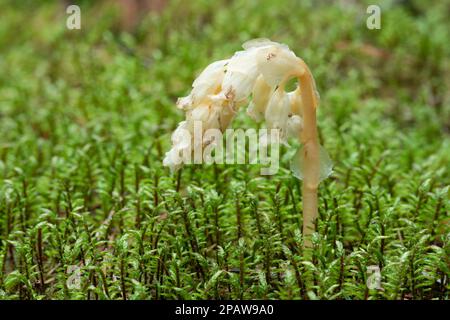 Parasitic plant without chlorophyll Pinesap (False beech-drops, Hypopitys monotropa) in a pine forest in Belarus, Europe Stock Photo