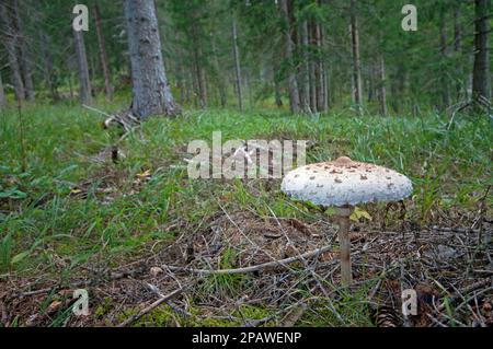 Parasol mushroom (Macrolepiota procera) in coniferous forest, Val di Sesto (Sextental), Tre Cime Natural Park,Trentino-Alto Adige, Italy Stock Photo