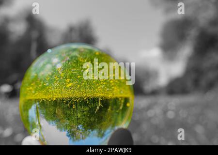 A beech woodland in spring with bluebells through a fish-eye lens Germany seen through a floating crystal ball Stock Photo