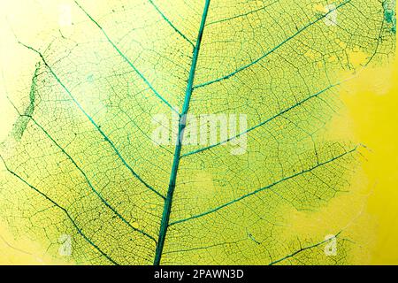 Dead leaf skeleton structure painted with green on yellow background, soft focus close up Stock Photo