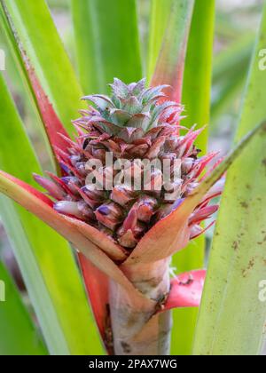 Closeup view of bright young pineapple fruit aka ananas comosus growing outdoors in tropical garden Stock Photo