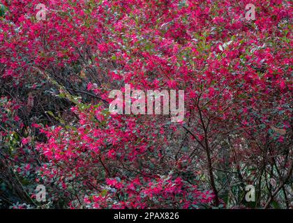 View of colorful loropetalum chinense tree, aka loropetalum, chinese fringe flower or strap flower blooming in spring with bright pink purple flowers Stock Photo