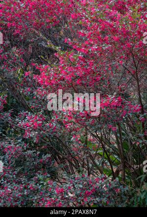 Vertical view of loropetalum chinense, aka loropetalum, chinese fringe flower or strap flower blooming with bright pink purple flowers in garden Stock Photo