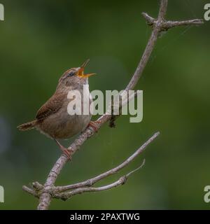 Wren (troglodytes troglodyte) calls out from a tree branch Stock Photo