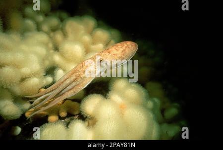 Curled octopus (Eledone cirrhosa) swimming in front of Dead man's fingers (Alcyonium digitatum), UK. Stock Photo