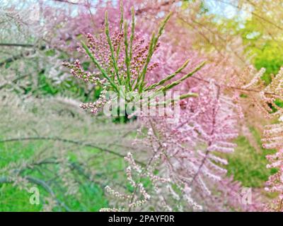 Tamarix Ramosissima Pink Cascade whitish pink flowers close up. Leaves are pale green scale-like, feathery. Tamarisk or Salt Cedar. Soft blooming of T Stock Photo