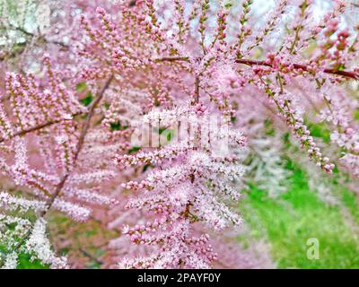 Tamarix Ramosissima Pink Cascade whitish pink flowers close up. Leaves are pale green scale-like, feathery. Tamarisk or Salt Cedar. Soft blooming of T Stock Photo