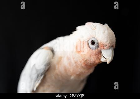 A shallow depth of field photo of an Australian galah corella hybrid parrot  on a black background Stock Photo
