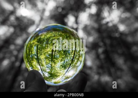 A beech woodland in spring with bluebells through a fish-eye lens Germany seen through a floating crystal ball Stock Photo