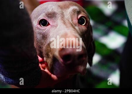 Birmingham, UK. 11th Mar, 2023. Weimaraners displaying on the third day of Crufts. Known as one of the greatest dog shows across the globe, Crufts, the annual four-day event returns to Birmingham, central England, in 2023. The international dog show is held in the National Exhibition Centre of Birmingham. Credit: SOPA Images Limited/Alamy Live News Stock Photo