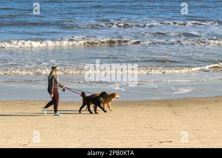 Galveston, Texas, USA - February 2023: Person walking two pet dogs on the beach at low tide Stock Photo