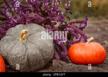 Fresh Pumpkins and violet basil bush with flowers in automn garden on the ground. Harvest, close-up. Side View. Stock Photo