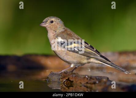 Moulting Male Chaffinch (Fringilla coelebs) stands on a branch near a water pond in spring sunny morning Stock Photo