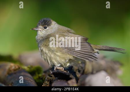 Male Eurasian Blackcap (Sylvia atricapilla) looking calm when drying wet feathers on fallen stick Stock Photo