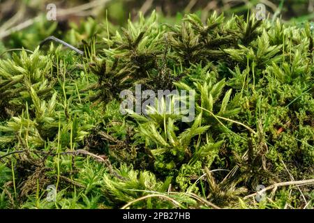 Fine green moss, growing in forest, closeup macro detail Stock Photo