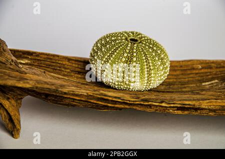 Sea Urchin shell sitting on a piece of wood Stock Photo
