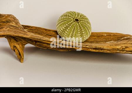 Sea Urchin shell sitting on a piece of wood Stock Photo