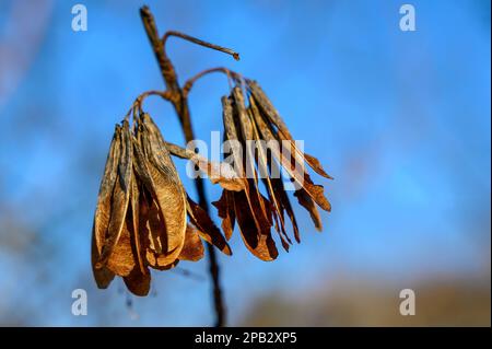 Macro shot of fruits of a maple tree (Acer) in winter against a blue sky. Stock Photo