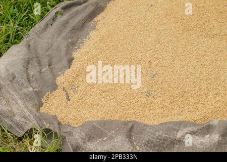 ripe rice grains, Ubud, Bali, Indonesia. Travel, tropical, agriculture. Stock Photo
