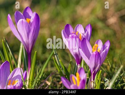 Crocus flowers in spring, Inkpen Crocus Field, Berkshire, England, UK Stock Photo