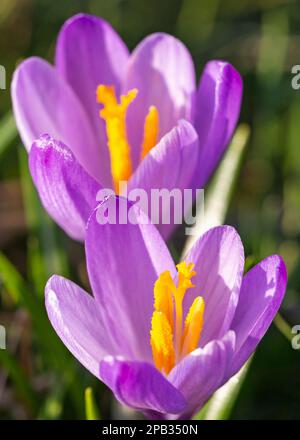 Crocus flowers in spring showing orange stigma and stamen, close up, UK Stock Photo