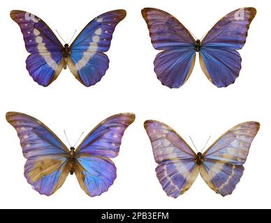 Set with beautiful exotic butterflies on white background Stock Photo