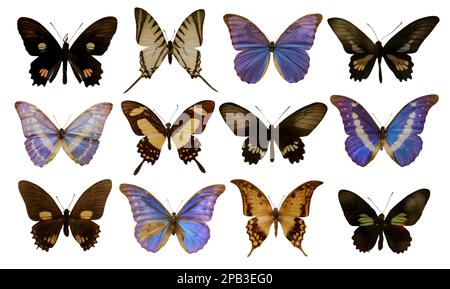 Set with beautiful exotic butterflies on white background Stock Photo