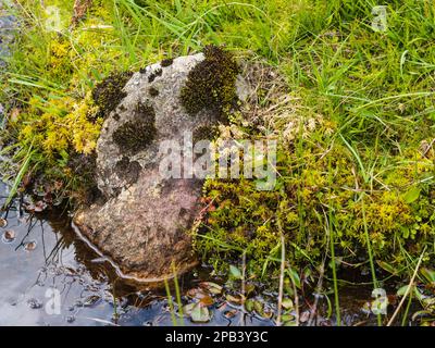 Peat moss, Sphagnum palustre and sundew, Drosera rotundifolia and bog vegetation in a peat bog beside a Dartmoor stream Stock Photo
