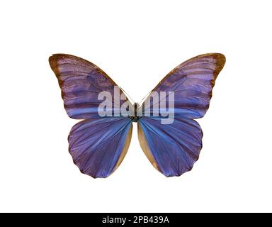 Beautiful fragile exotic butterfly on white background Stock Photo