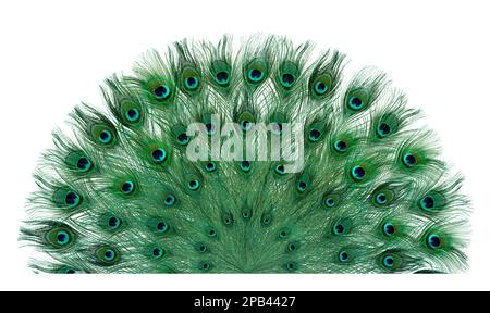 Beautiful bright peacock feathers on white background Stock Photo