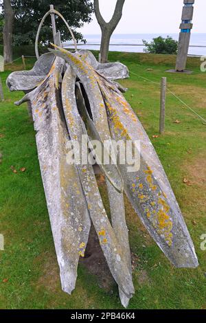 Skeleton of a Fin whale (Balaenoptera physalus) in the Sylt Museum of Local History, Keitum, Sylt, North Frisian Islands, North Frisia, Schleswig-Hols Stock Photo