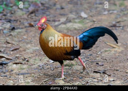 Gallus lafayettii, Ceylon chicken, Lafayette chicken, sri lankan junglefowls (Gallus lafayetii), Chicken birds, Animals, Birds, Sri Lankan Junglefowl Stock Photo