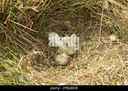 Common Pheasant (Phasianus colchicus) empy eggshells in nest after European Red Fox (Vulpes vulpes) predation, Oxfordshire, England, United Kingdom, E Stock Photo