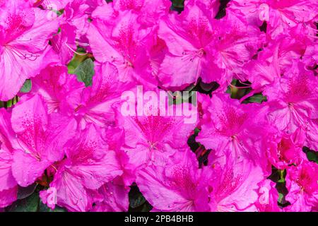 Exotic flowers background. Pink azalea flowers Stock Photo