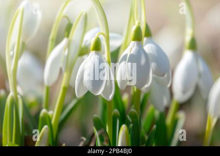Beautiful tender snowdrops, the first flowers in early spring Stock Photo