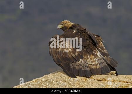 Golden eagle (Aquila chrysaetos homeyeri) adult, lolling european rabbit (Oryctolagus cuniculus) prey, Castilla y León, Spain, Europe Stock Photo